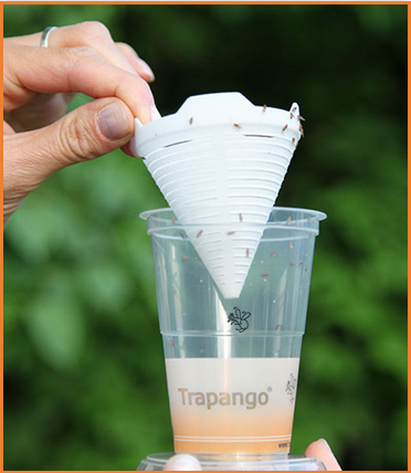 Trapango® Fruchtfliegen - Lebendfalle
