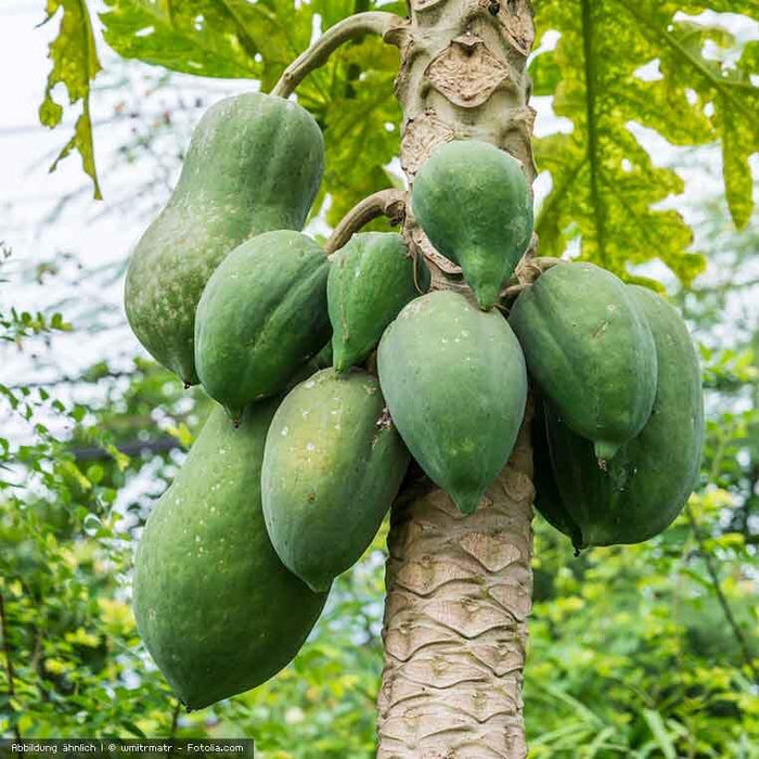 Keimling Bio Papaya Stück getrocknet 400g