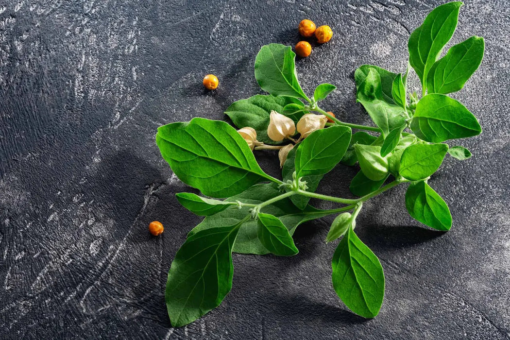 Ashwagandha-Pflanze (Withania somnifera) mit grünen Blättern, kleinen orangefarbenen Beeren und hellen Blütenkelchen auf dunklem Steinuntergrund.