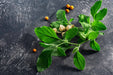 Ashwagandha-Pflanze (Withania somnifera) mit grünen Blättern, kleinen orangefarbenen Beeren und hellen Blütenkelchen auf dunklem Steinuntergrund.