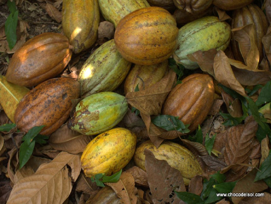 Taiga Bio Kakaobohnen fermentiert 500g
